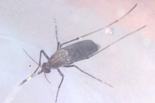 ձײýáͼƬԴ̨弲ṩ