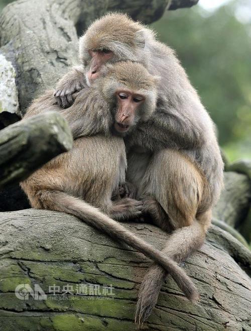 台湾猕猴保育降级仍不得任意骚扰及猎捕(图)