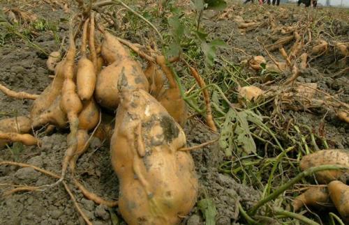 ������̨�塶��ʱ���ӱ��������ų�����