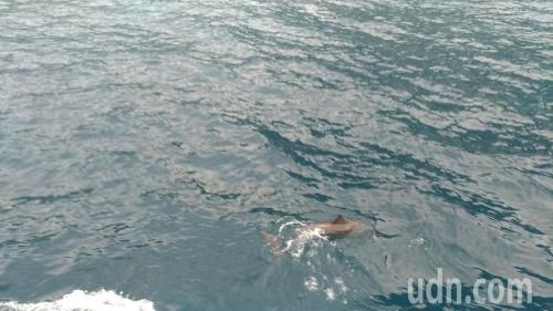 飞旋海豚。台湾《联合报》记者杨德宜/摄影 飞旋海豚。台湾《联合报》记者杨德宜/摄影