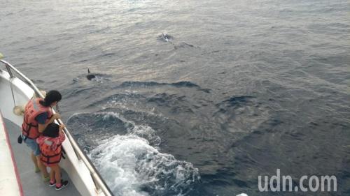 飞旋海豚。台湾《联合报》记者杨德宜/摄影 飞旋海豚。台湾《联合报》记者杨德宜/摄影