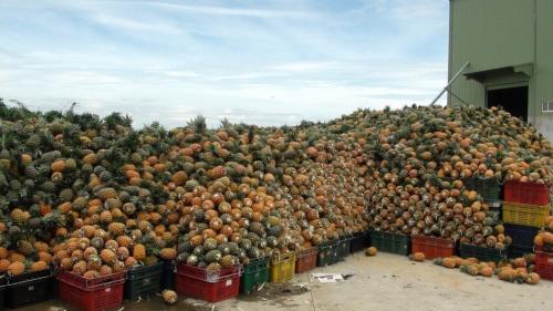 现场堆积如山的菠萝。(图片来源:台湾《联合报》记者 谢恩得拍摄) 现场堆积如山的菠萝。(图片来源:台湾《联合报》记者 谢恩得拍摄)