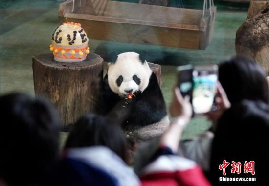 7月6日,大陆赠台大熊猫团团、圆圆的“长女”圆仔在台北市立动物园迎来5岁生日,园方为它举办了热闹的生日派对,并希望这位“成熟少女”早日迎来“另一半”。中新社记者 张宇 摄 7月6日,大陆赠台大熊猫团团、圆圆的“长女”圆仔在台北市立动物园迎来5岁生日,园方为它举办了热闹的生日派对,并希望这位“成熟少女”早日迎来“另一半”。中新社记者 张宇 摄