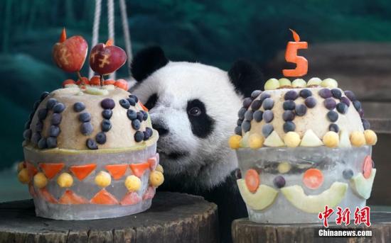 7月6日,大陆赠台大熊猫团团、圆圆的“长女”圆仔在台北市立动物园迎来5岁生日,园方为它举办了热闹的生日派对,并希望这位“成熟少女”早日迎来“另一半”。中新社记者 张宇 摄 7月6日,大陆赠台大熊猫团团、圆圆的“长女”圆仔在台北市立动物园迎来5岁生日,园方为它举办了热闹的生日派对,并希望这位“成熟少女”早日迎来“另一半”。中新社记者 张宇 摄