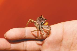 垦丁陆蟹。台湾《联合报》资料图 垦丁陆蟹。台湾《联合报》资料图