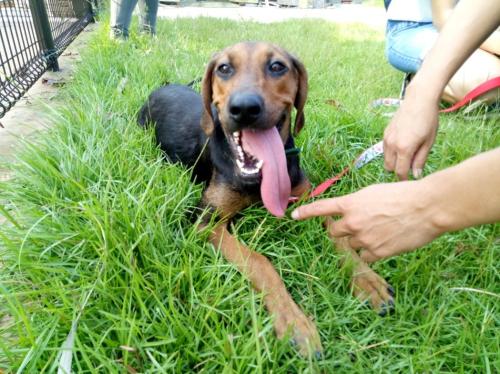 家犬。台湾《联合报》记者张芮瑜/摄影 家犬。台湾《联合报》记者张芮瑜/摄影