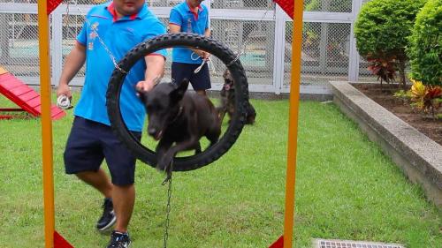 台湾新竹监狱服刑人训犬。台湾《联合报》记者张雅婷摄影 台湾新竹监狱服刑人训犬。台湾《联合报》记者张雅婷摄影