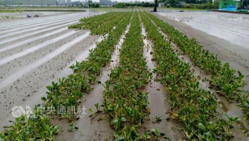 蔬菜泡水被烂泥覆盖。台湾“中央社”档案照片 蔬菜泡水被烂泥覆盖。台湾“中央社”档案照片