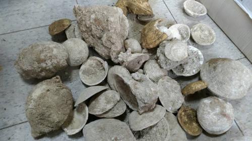 贝类满月蛤化石。台湾《联合报》记者潘欣中/翻摄