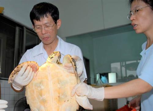 郭仁政被赞为“海龟守护神”。台湾《中时电子报》记者陈可文摄