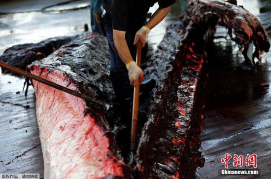 当地时间6月26日，日本千叶，为了纪念捕鲸季开始，千叶市屠鲸厂组织日本在校学生围观宰杀鲸鱼的过程，并将割下的鲸肉分发给在场的人。此前联合国法庭出台禁令，禁止日本在南极洲附近捕杀鲸鱼。